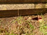 image of grave number 808794